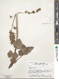 Heuchera richardsonii image