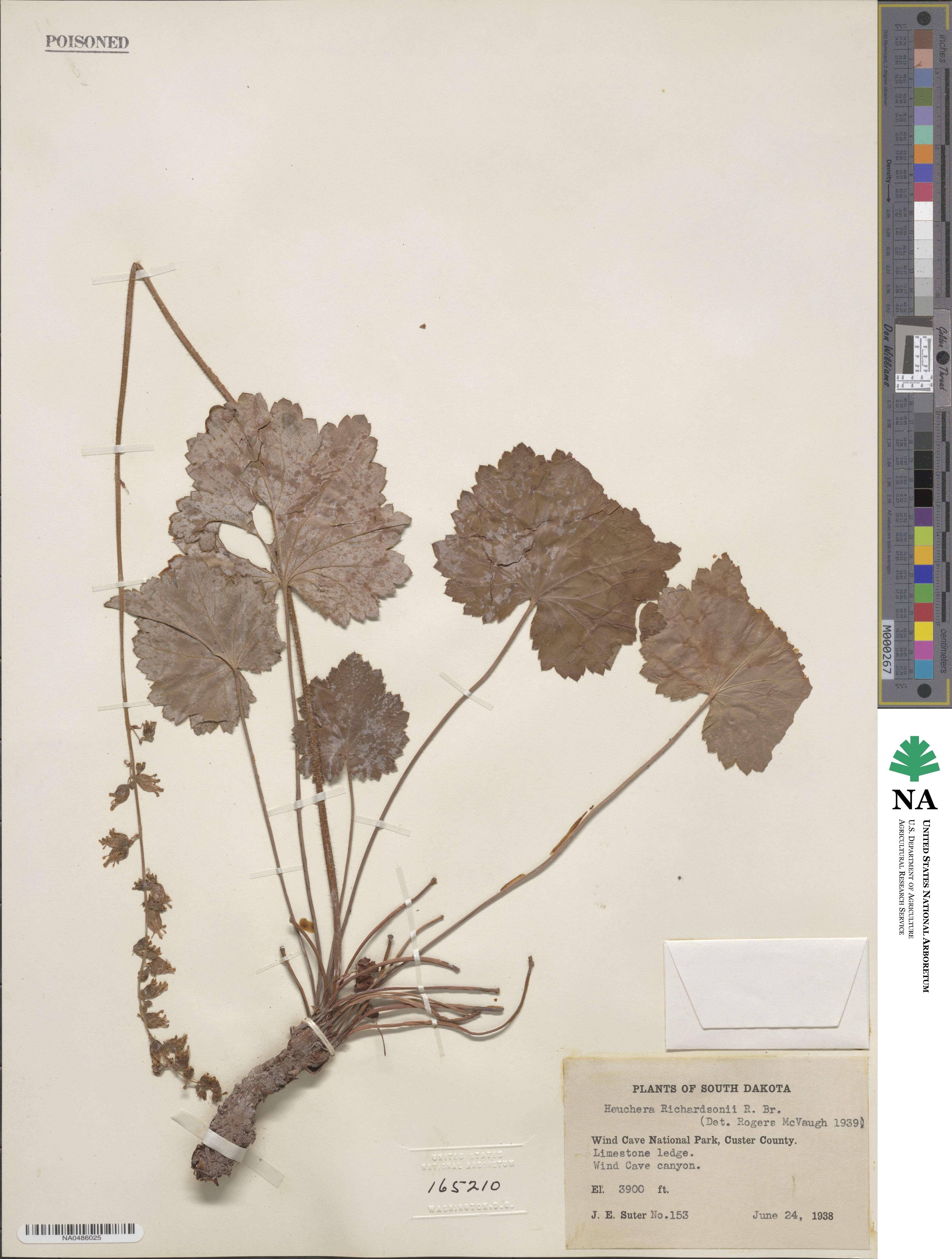 Heuchera richardsonii image