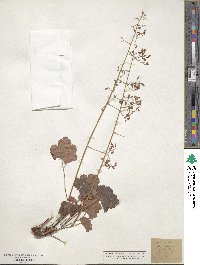 Heuchera rubescens image