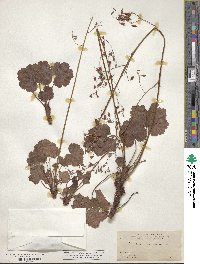 Heuchera rubescens image