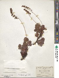 Heuchera rubescens image