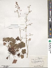 Heuchera rubescens image