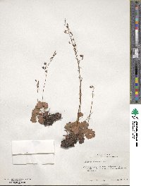 Heuchera rubescens image