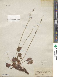 Heuchera rubescens image