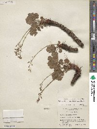 Heuchera rubescens image