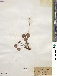 Heuchera rubescens image