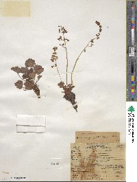 Heuchera rubescens image