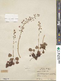 Heuchera rubescens image