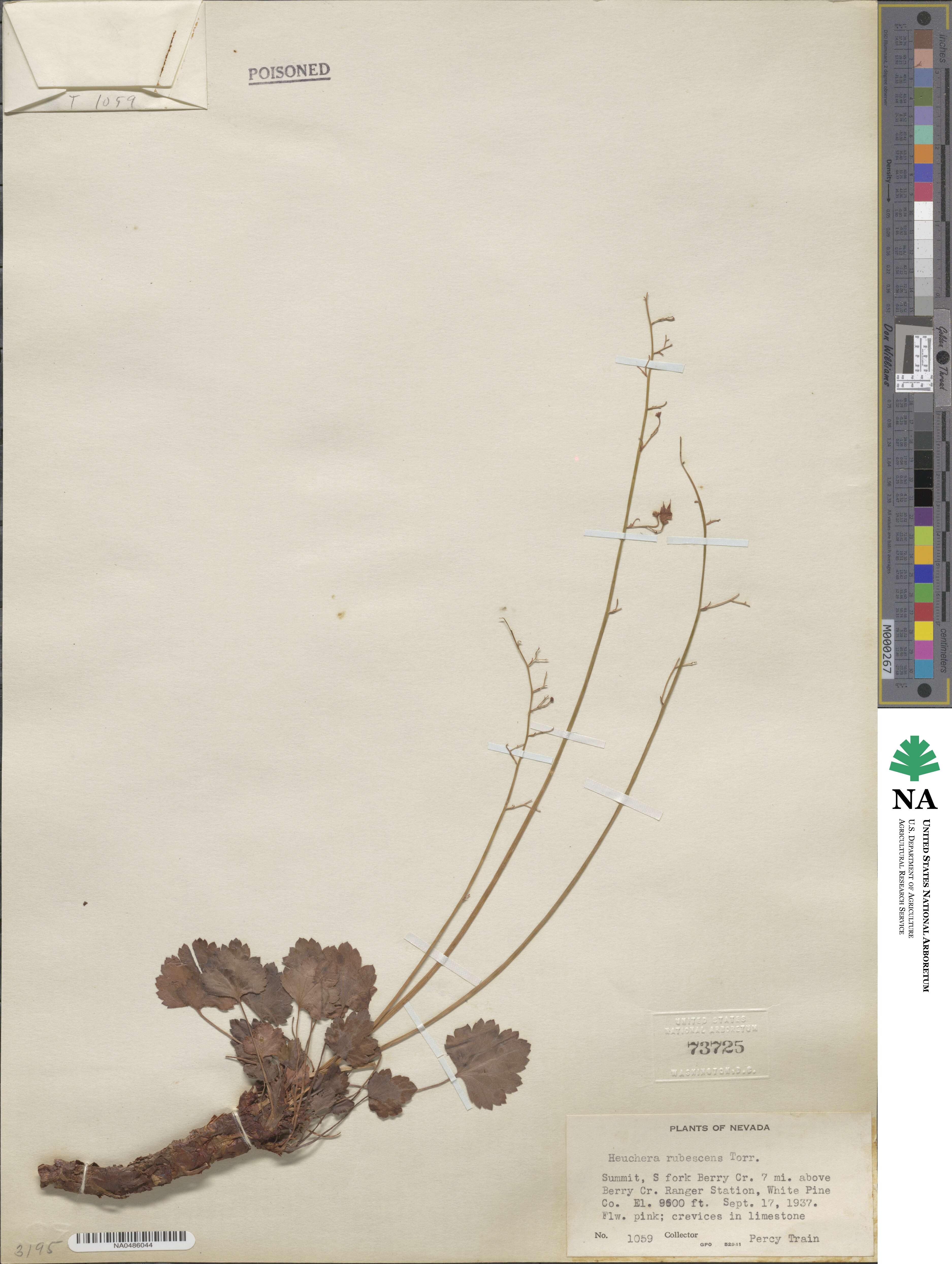 Heuchera rubescens image