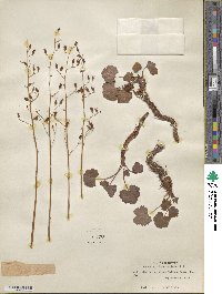 Heuchera rubescens image