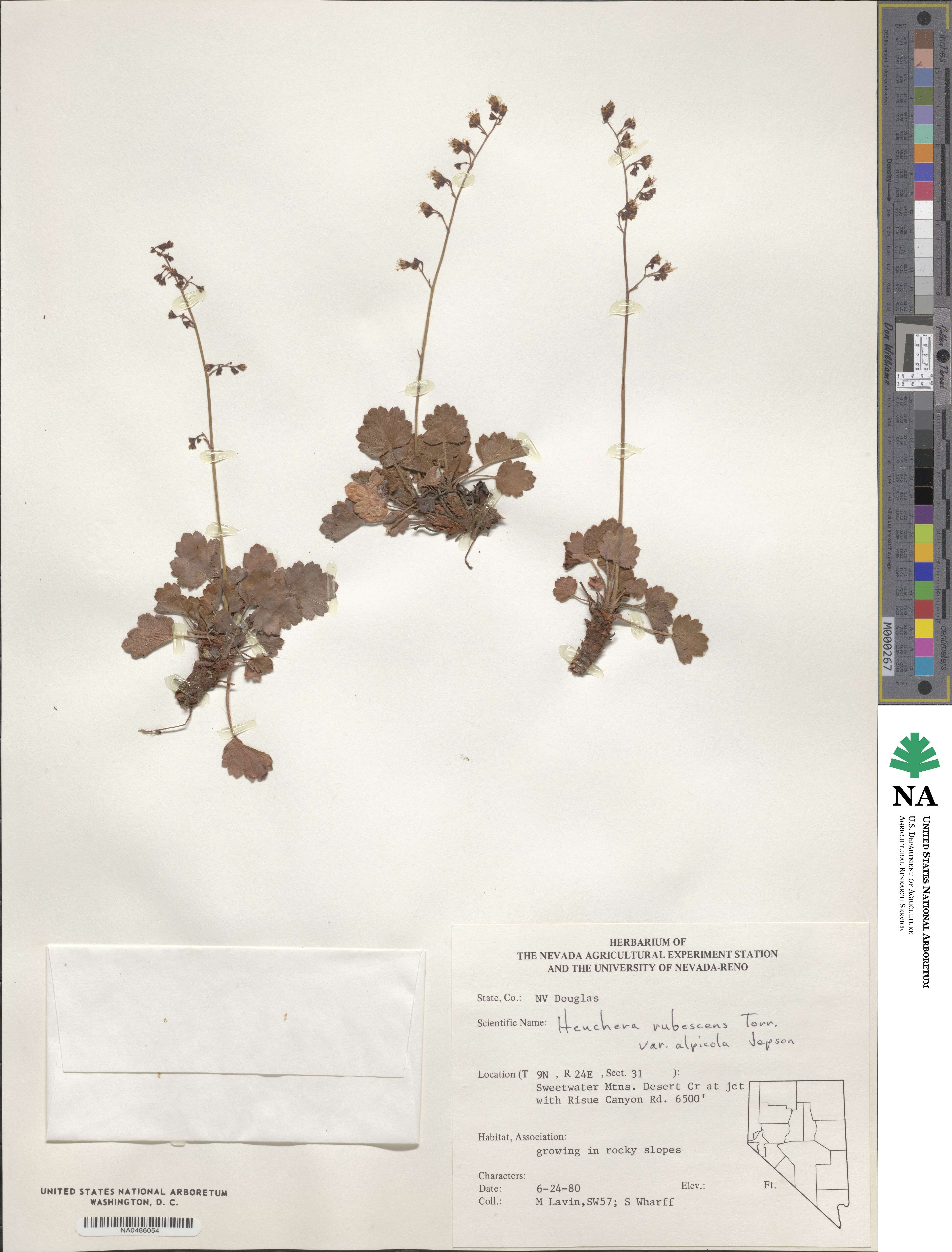 Heuchera rubescens var. alpicola image