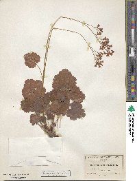 Heuchera sanguinea image