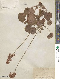 Heuchera sanguinea image