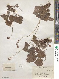 Heuchera sanguinea image