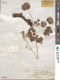 Heuchera sanguinea image