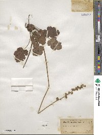 Heuchera cylindrica image