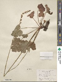 Heuchera grossulariifolia image