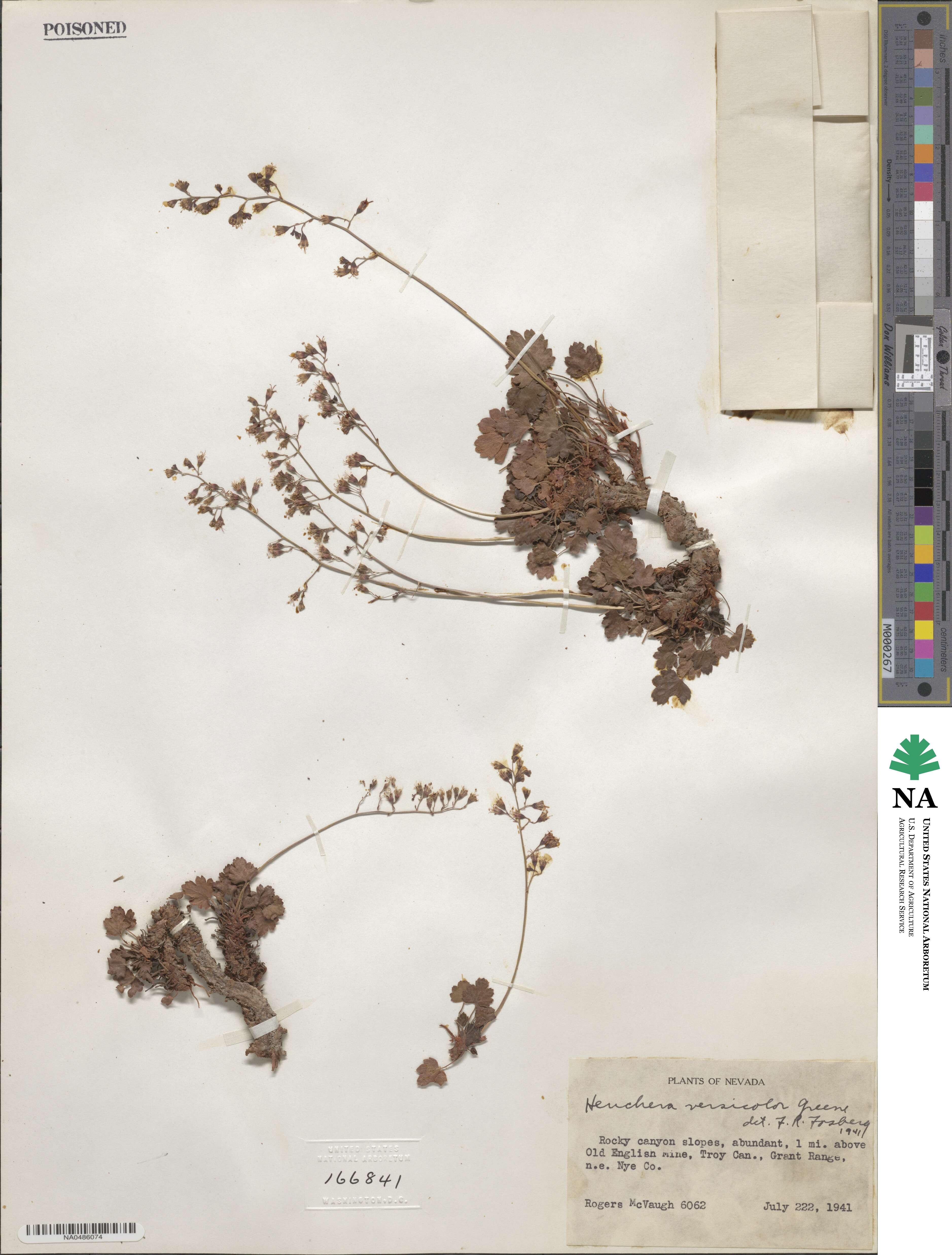 Heuchera rubescens image