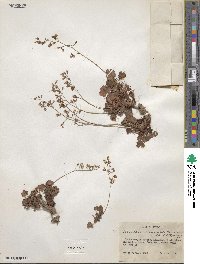 Heuchera rubescens image