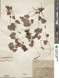 Heuchera rubescens image