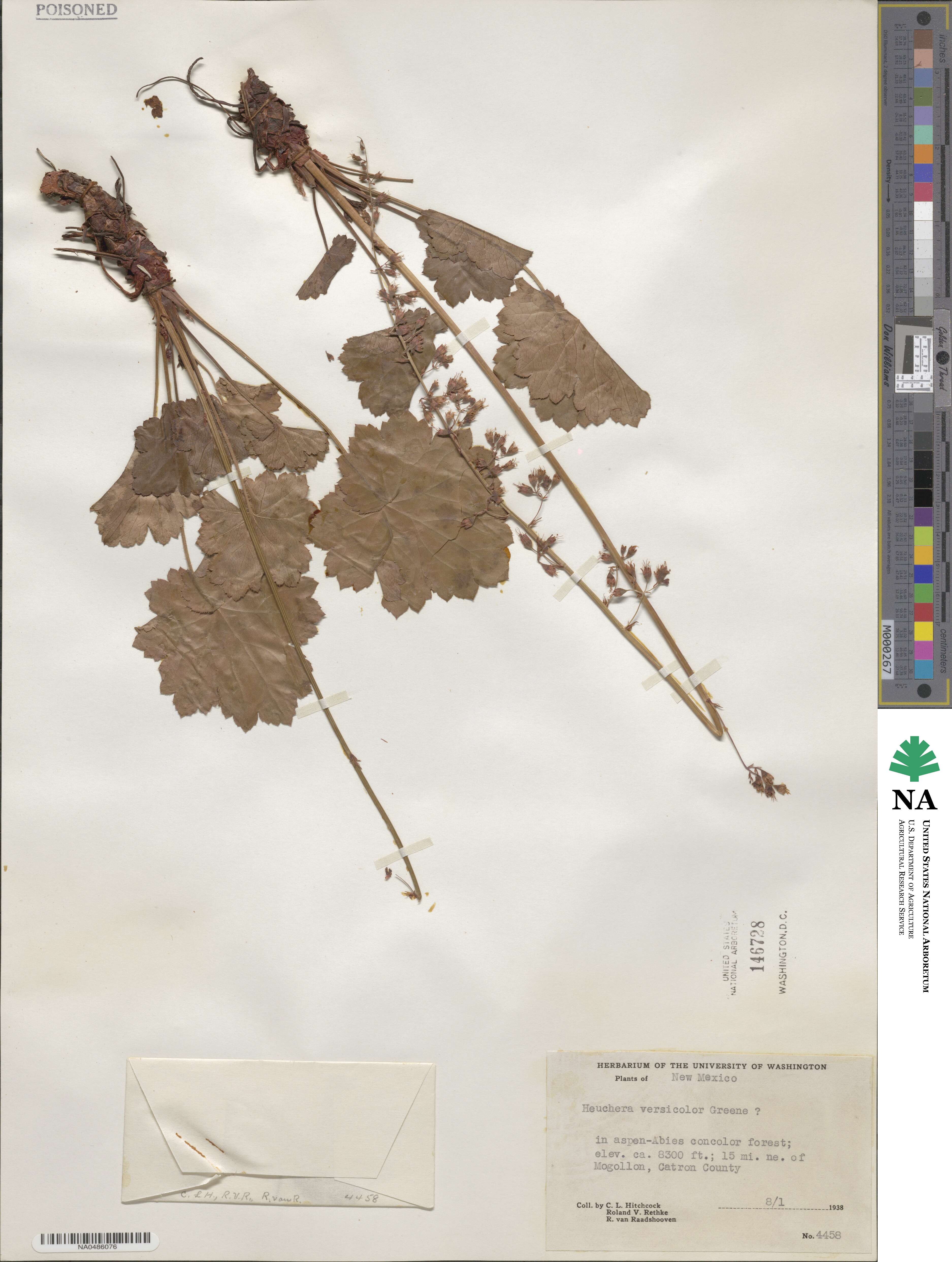 Heuchera rubescens var. versicolor image