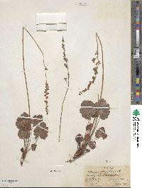 Image of Heuchera parvifolia