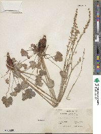 Heuchera parvifolia image