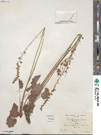 Heuchera parvifolia image