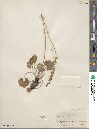 Heuchera parvifolia image