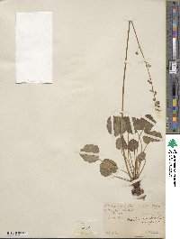 Heuchera parvifolia image