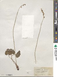 Heuchera parvifolia image