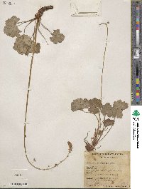 Heuchera parvifolia image