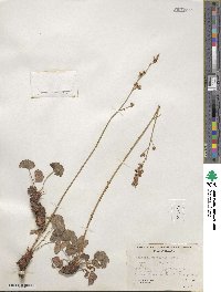 Heuchera parvifolia image