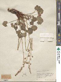 Heuchera parvifolia image