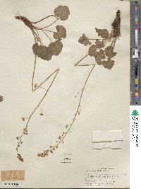 Heuchera parvifolia image