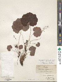Image Associated With the Occurence