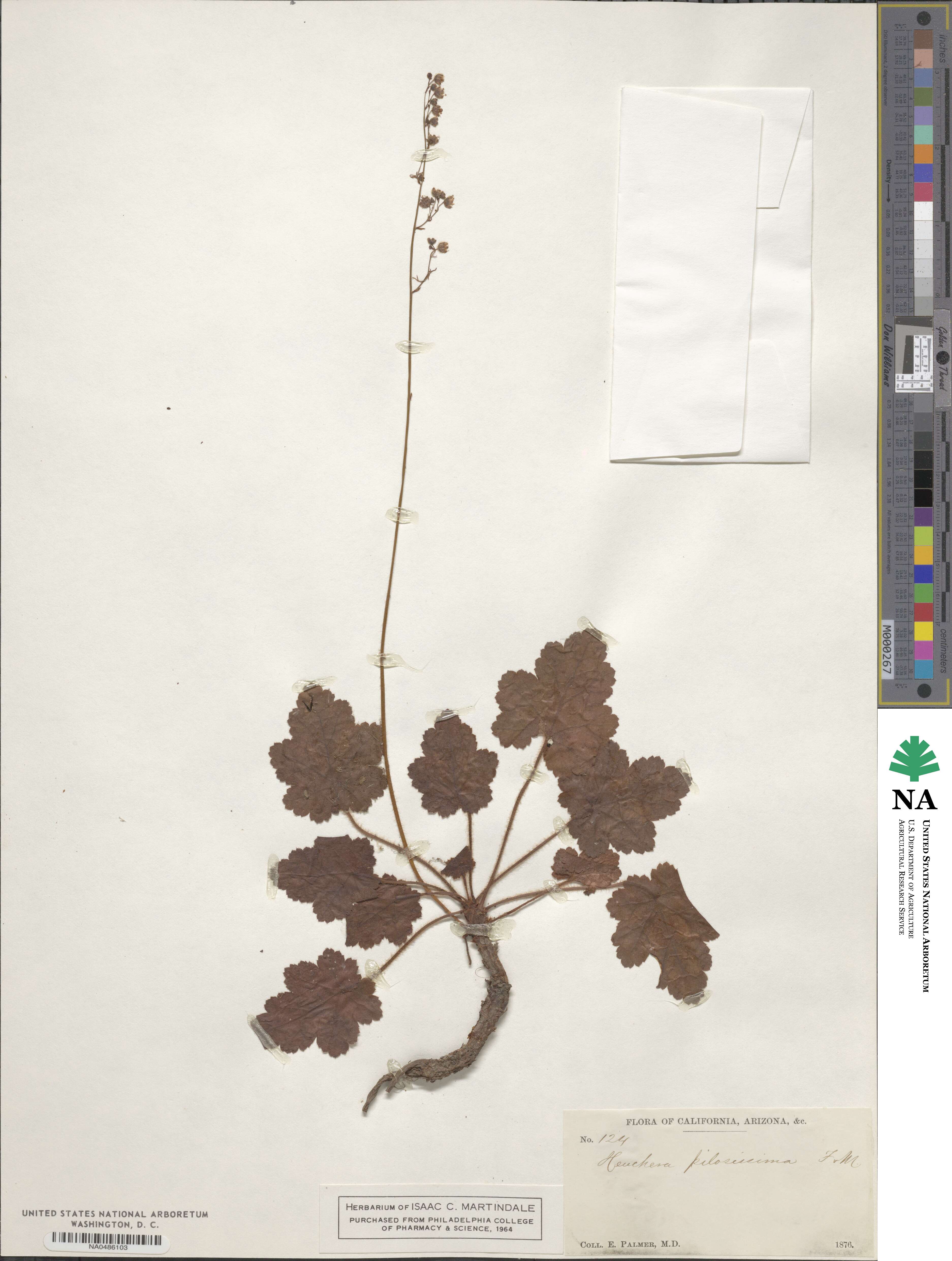 Heuchera pilosissima image