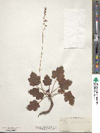 Image of Heuchera pilosissima