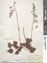 Heuchera pilosissima image