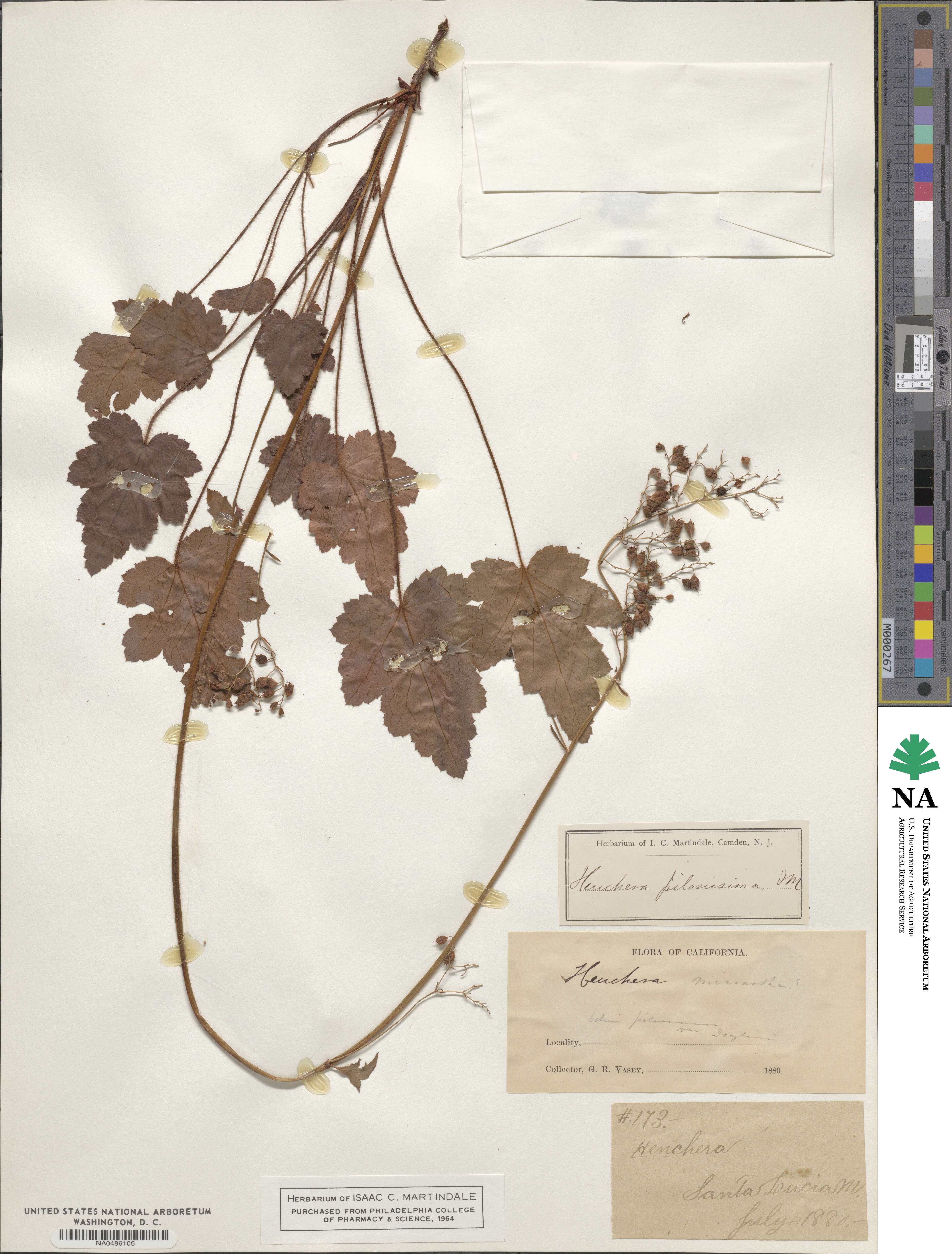 Heuchera pilosissima image