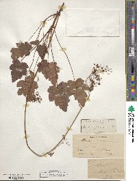 Heuchera pilosissima image