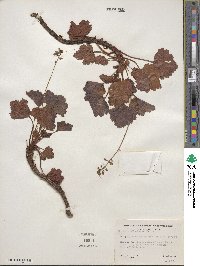 Heuchera pilosissima image