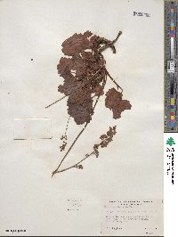 Heuchera pilosissima image