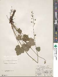 Image of Heuchera pubescens