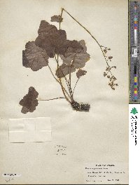 Heuchera pubescens image