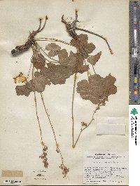 Heuchera pubescens image