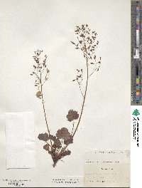 Heuchera pubescens image