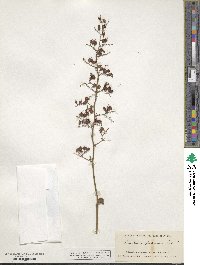 Heuchera pubescens image