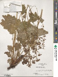 Heuchera pubescens image