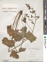 Heuchera pubescens image